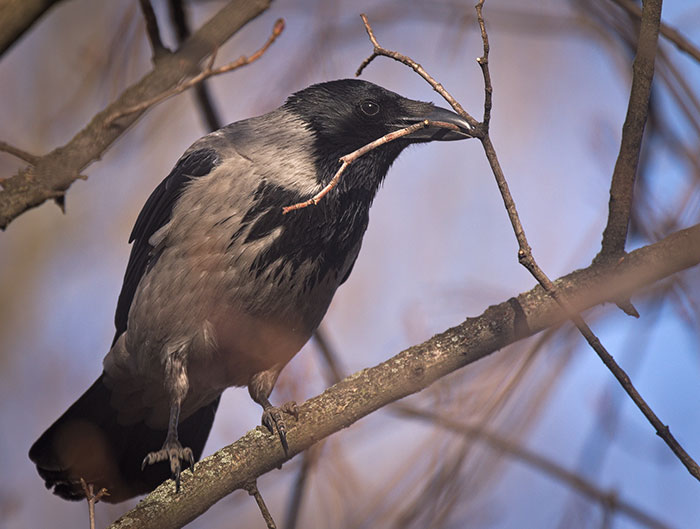New Caledonian Crows Use Tools To Forage For Food In The Wild. Captive New Caledonian Crows Have Even Made Hooked Tools From Wire To Obtain Food Despite Never Having Seen Wire Before