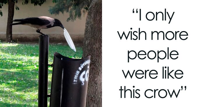 49 Times Crows Were Seen Doing Scarily Smart Things