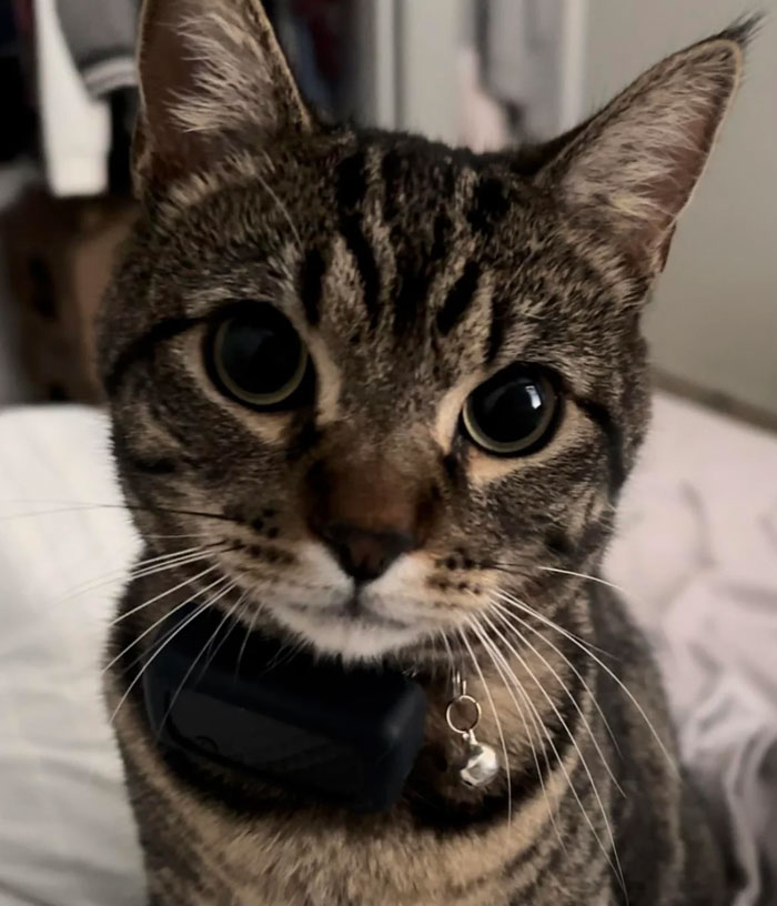 Close-up of a tabby cat, illustrating the cat distribution system at work, with a curious expression and a collar.