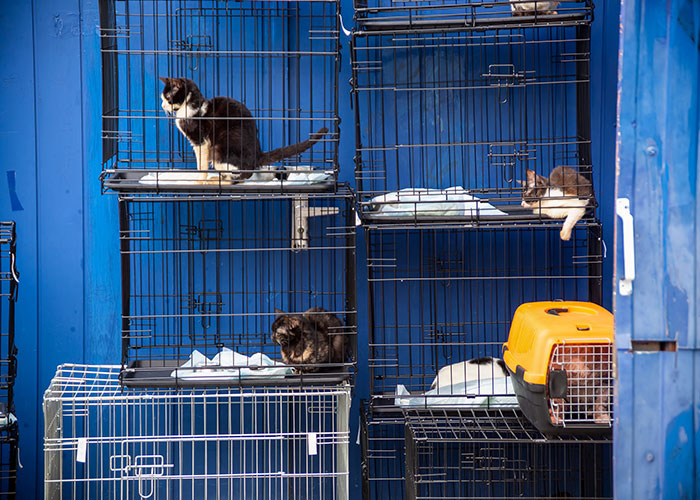 Gatos en jaulas apiladas, parte del sistema de distribución, junto a una transportadora amarilla.