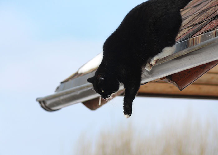 Gato negro en tejado, parte del sistema de distribución de gatos, observando desde el borde bajo un cielo azul.