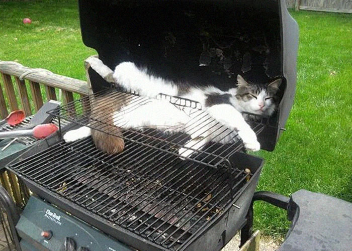 Gato blanco y negro descansando dentro de una parrilla en un jardín, como parte del sistema de distribución de gatos.