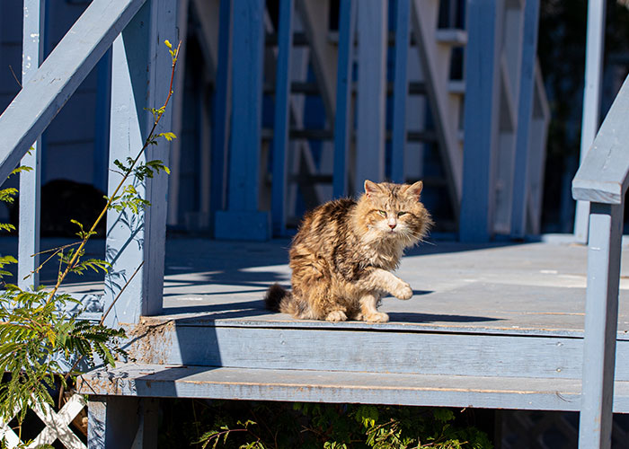 Gato en un porche de madera, como parte del sistema de distribución de gatos.
