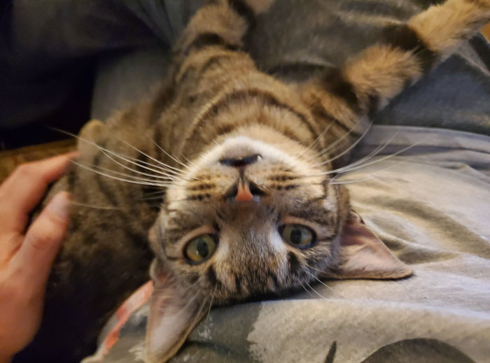 A tabby cat lying upside down on a person's lap, showcasing the cat distribution system at work.