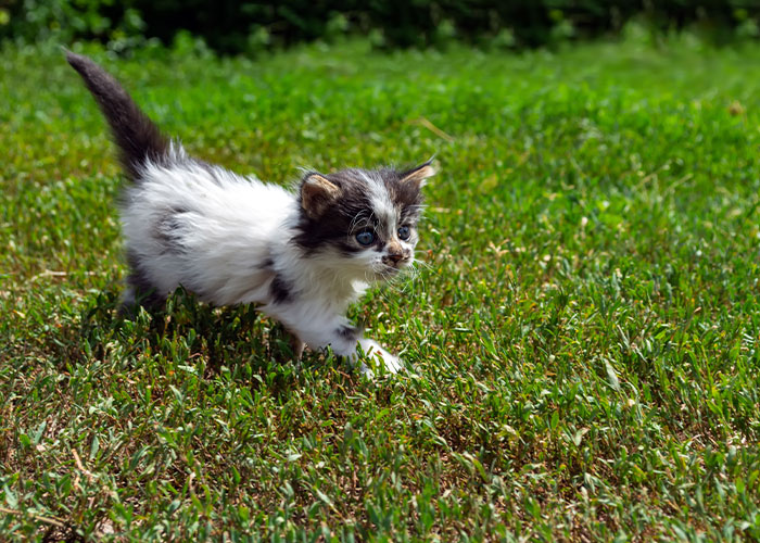 Gatito en el césped, ilustrando el sistema de distribución de gatos.