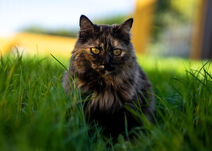 Gato en el césped bajo el sol, representando el sistema de distribución de gatos.