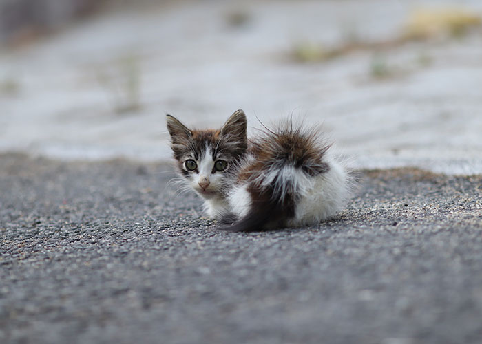 Fluffy kitten on pavement, illustrating the cat distribution system in action.