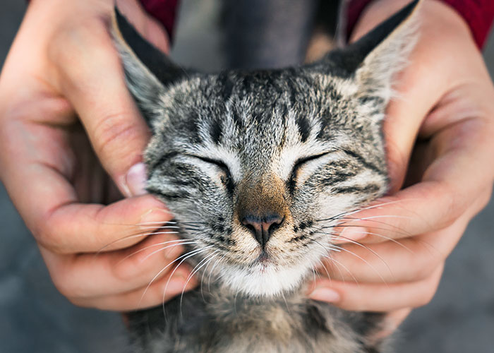Tabby cat content with closed eyes, receiving gentle head massage from owner, showcasing the cat distribution system.