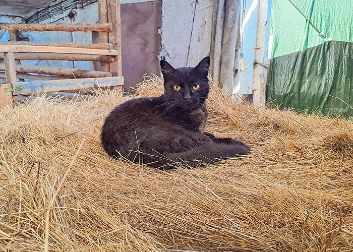 A black cat resting on hay in a barn, showcasing the cat distribution system in rural settings.