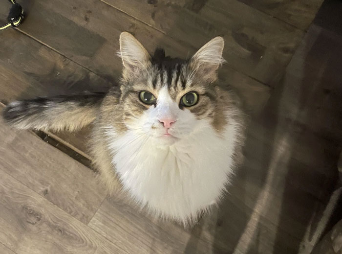 Fluffy cat on wooden floor, illustrating the cat distribution system at work.
