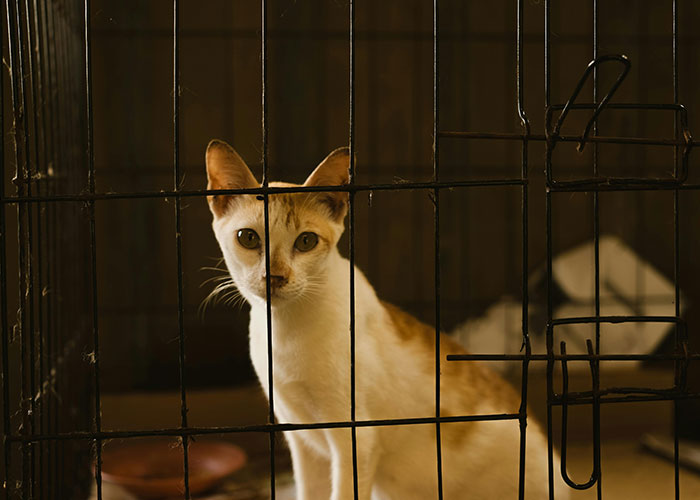 Cat inside a cage, illustrating the cat distribution system at work.