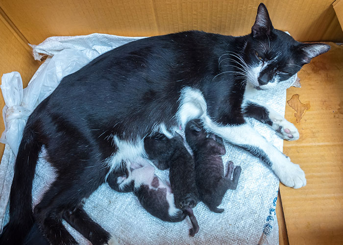 Black and white cat with newborn kittens in a cardboard box, illustrating the cat distribution system.