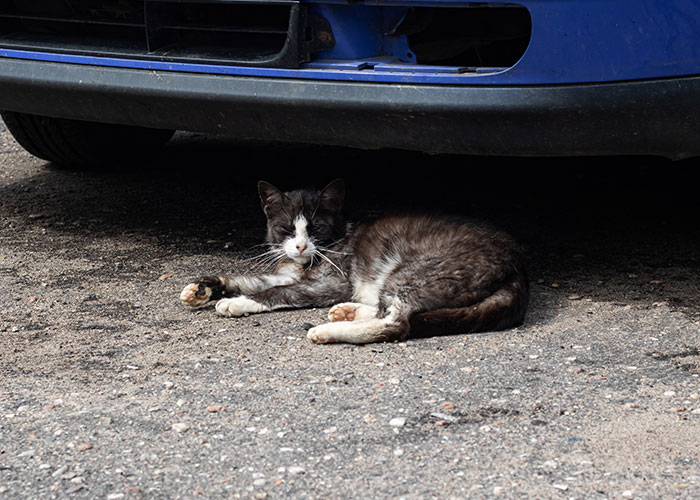 Cat resting under a car, illustrating the cat distribution system at work.