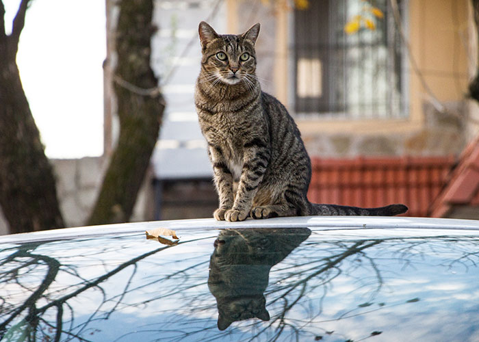 “He Just Appeared”: 30 Pet Owners Prove That The Cat Distribution System Is Working Perfectly