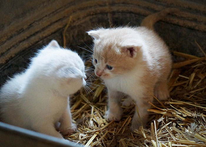 Dos gatitos sobre paja, símbolo del sistema de distribución de gatos, mirándose en un recipiente oxidado.
