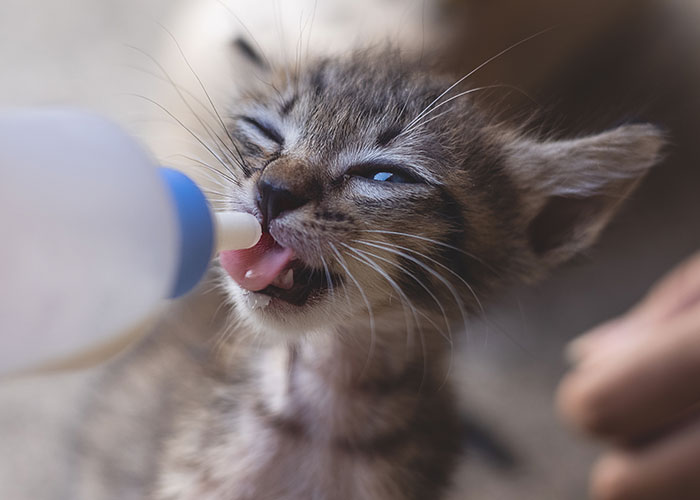 Gatito siendo alimentado con biberón como parte del sistema de distribución de gatos.
