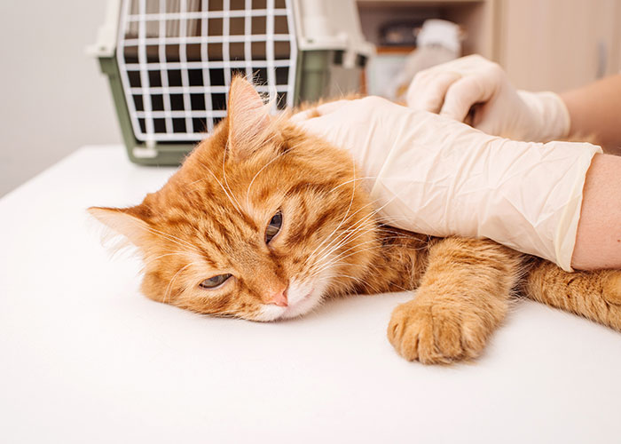 “He Just Appeared”: 30 Pet Owners Prove That The Cat Distribution System Is Working Perfectly