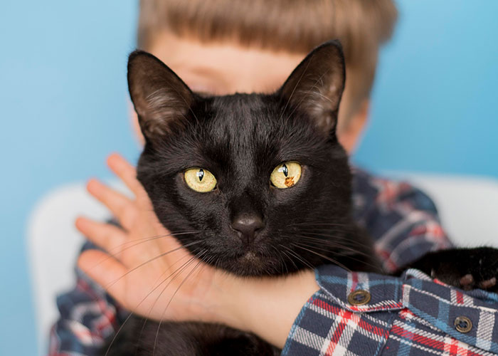Niño abrazando a un gato negro, relacionado con el sistema de distribución de gatos, sobre fondo azul.