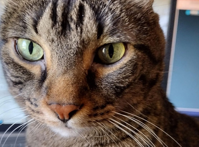 Close-up of a tabby cat with green eyes, highlighting the cat distribution system in action.