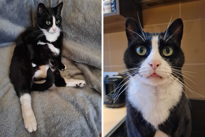 Gato blanco y negro en dos poses diferentes; ejemplo del sistema de distribución de gatos.