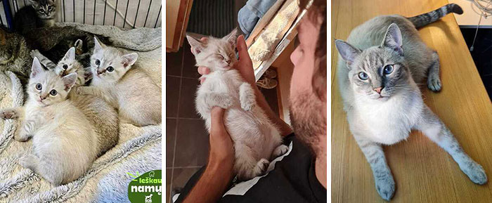 Gatos en situaciones hogareñas como parte del sistema de distribución de gatos.