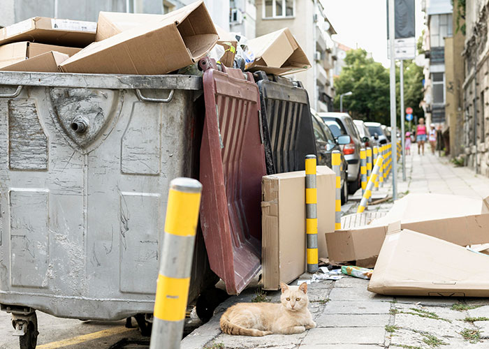Gato descansando junto a contenedores y cajas en una calle, ilustrando el sistema de distribución de gatos.