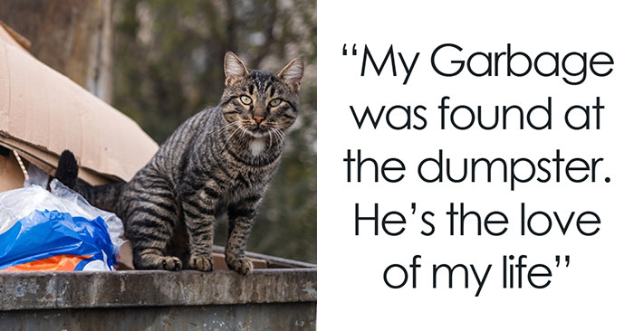 “He Just Appeared”: 30 Pet Owners Prove That The Cat Distribution System Is Working Perfectly