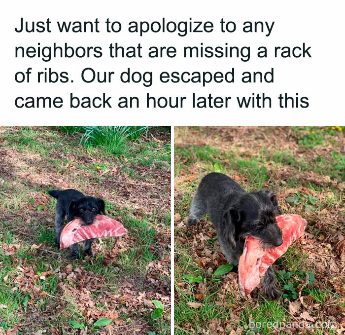 Dog in a garden holding a large rack of ribs in its mouth, showcasing a funny moment from the strange and funny community.
