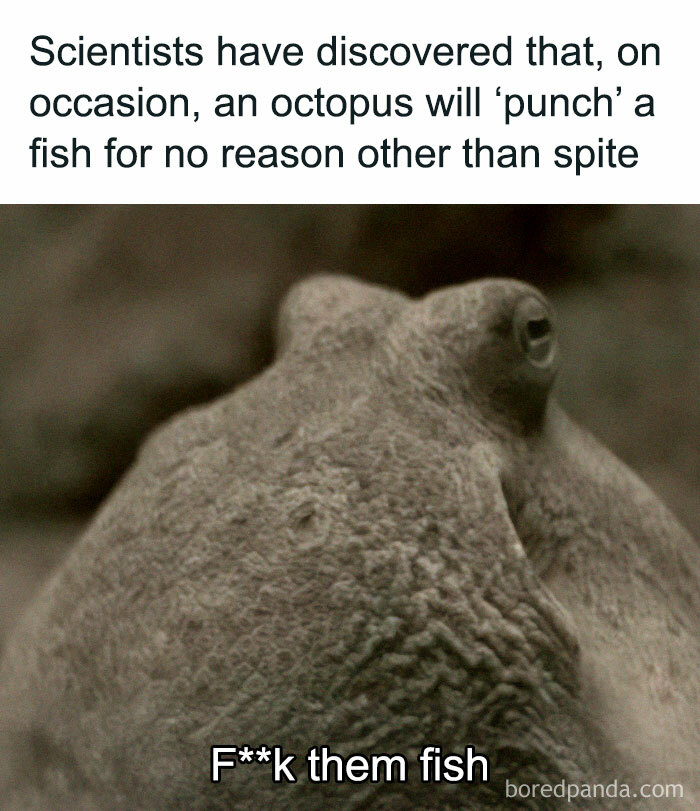 Octopus humor meme: an octopus with text about spiteful behavior, showcasing strange and funny community content.