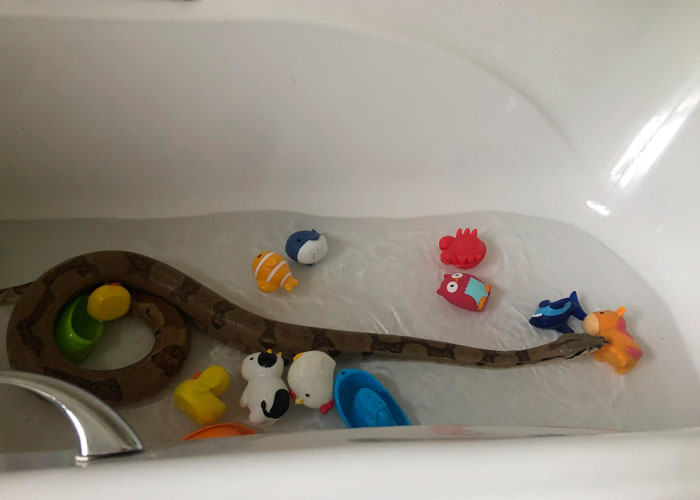 A snake in a hotel bathtub surrounded by floating toys, showcasing strange hotel room finds by housekeepers.