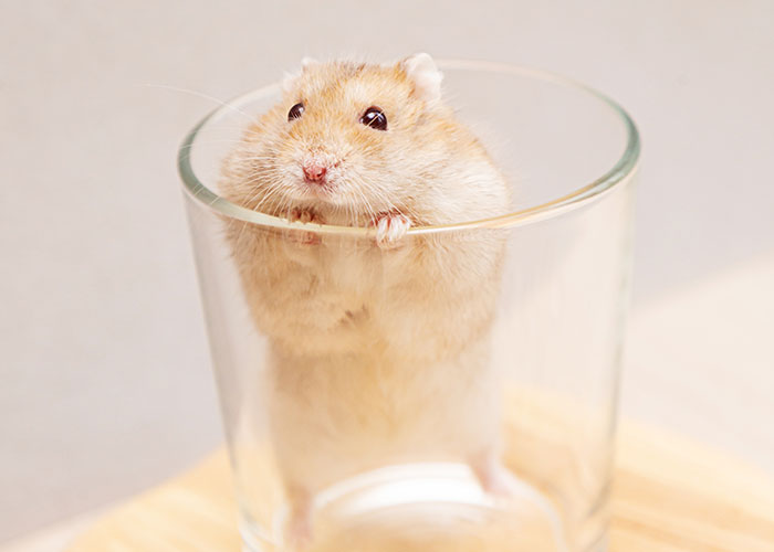 Hamster peeking out of a glass, an unusual find for hotel housekeepers.