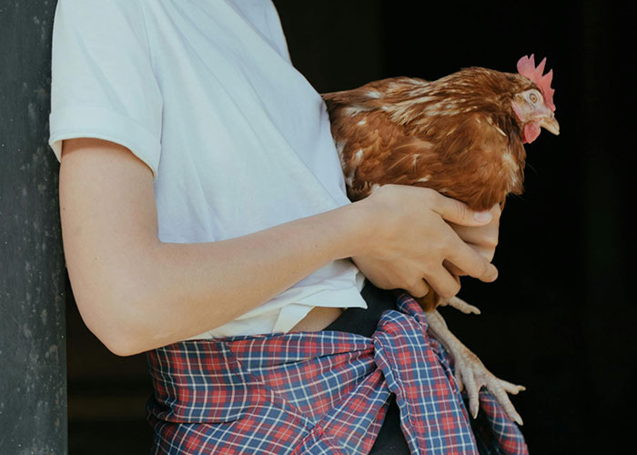 Person holding a chicken, showcasing a strange room find by hotel housekeepers.
