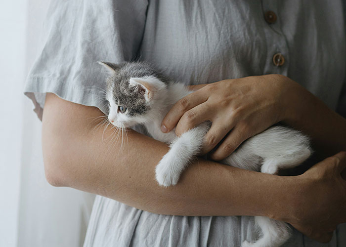 Person in a gray shirt gently holding a small kitten, evoking a calm atmosphere.