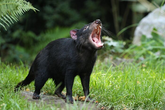 Tasmanian devil in lush greenery showcasing fierce posture, highlighting cool facts about wildlife.
