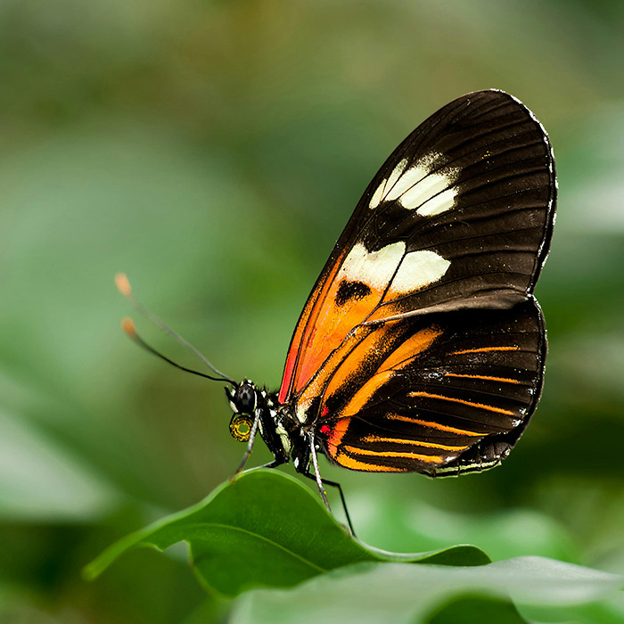Butterfly on a leaf.