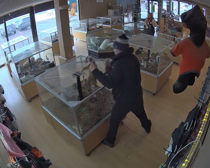 Thief in pet store stealing puppies from a display, caught on security camera during disturbing robbery. Thief in pet store stealing puppies from a display, caught on security camera during disturbing robbery.