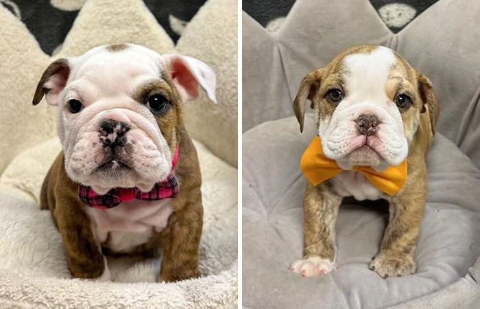 Two adorable puppies wearing bow ties sit on plush cushions. Two adorable puppies wearing bow ties sit on plush cushions.