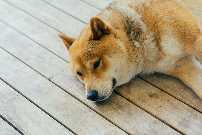 Shiba Inu lying on a wooden deck, capturing a sense of grief and reflection.