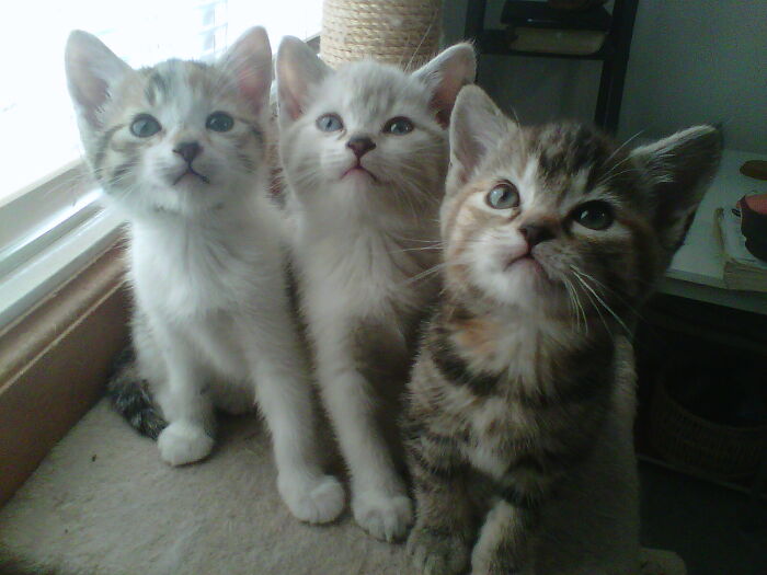 I Foster Kittens. These Three Were Starving And Sick When They First Came To Me