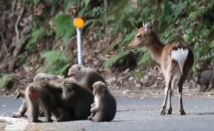 Scientists Baffled After Japanese Macaques Are Observed Teaching Each Other To Mate With Deer