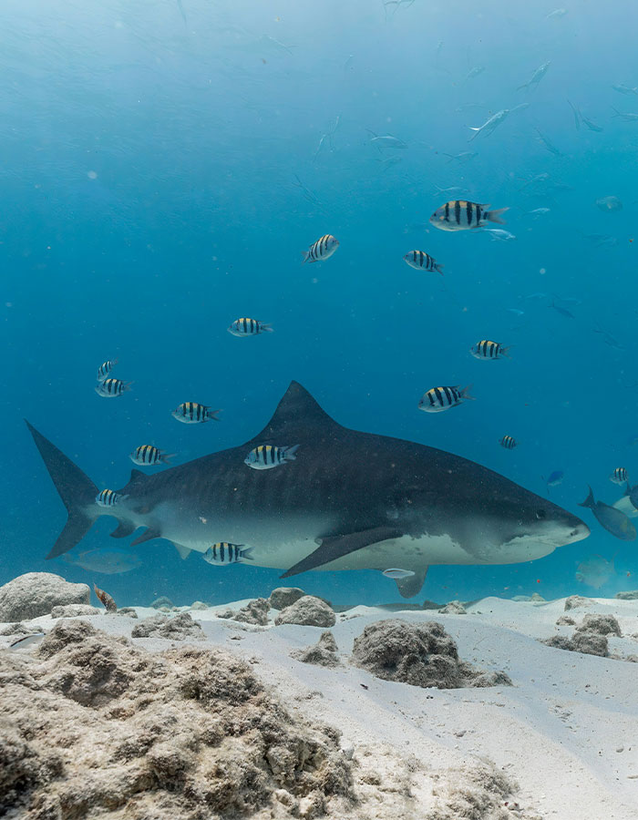 Shark swimming with fish in clear blue water, highlighting marine life interaction. Shark swimming with fish in clear blue water, highlighting marine life interaction.
