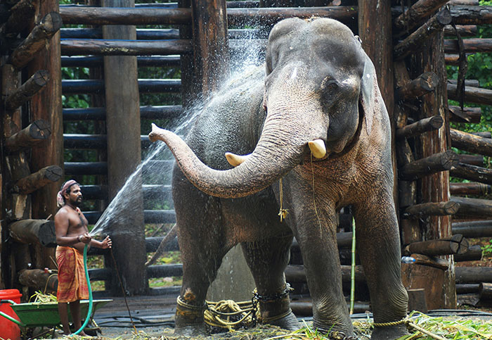 Man washing an elephant with a hose on a sunny day, highlighting questions about their homeland.