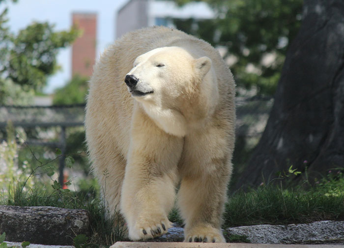 A polar bear walking in a grassy area, surrounded by trees and buildings in the background.