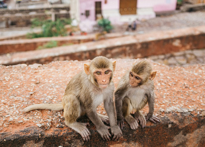 Two monkeys sitting on a stone ledge, with a blurred background of buildings in a rural setting.