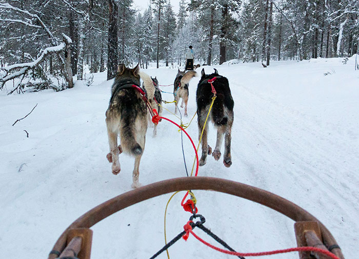 Dogs pulling a sled through a snowy forest, showcasing a traditional aspect of life in cold homeland regions.
