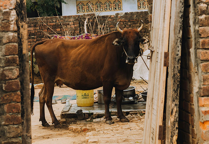 Brown cow standing in a rustic courtyard, surrounded by bricks and household items, related to questions about homeland.