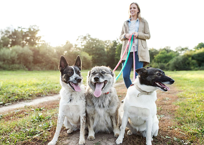 Person walking three dogs on a trail, a great tip for reaching 10K steps a day for better health.