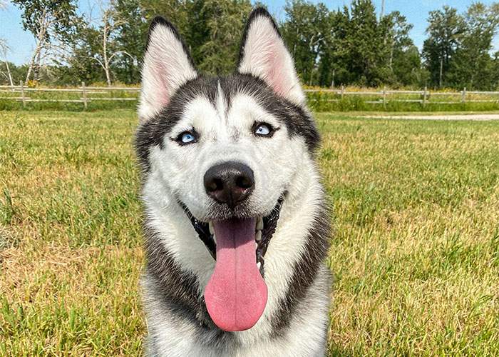Siberian husky with bright eyes and tongue out, standing on a grassy field, ideal for daily steps workouts.