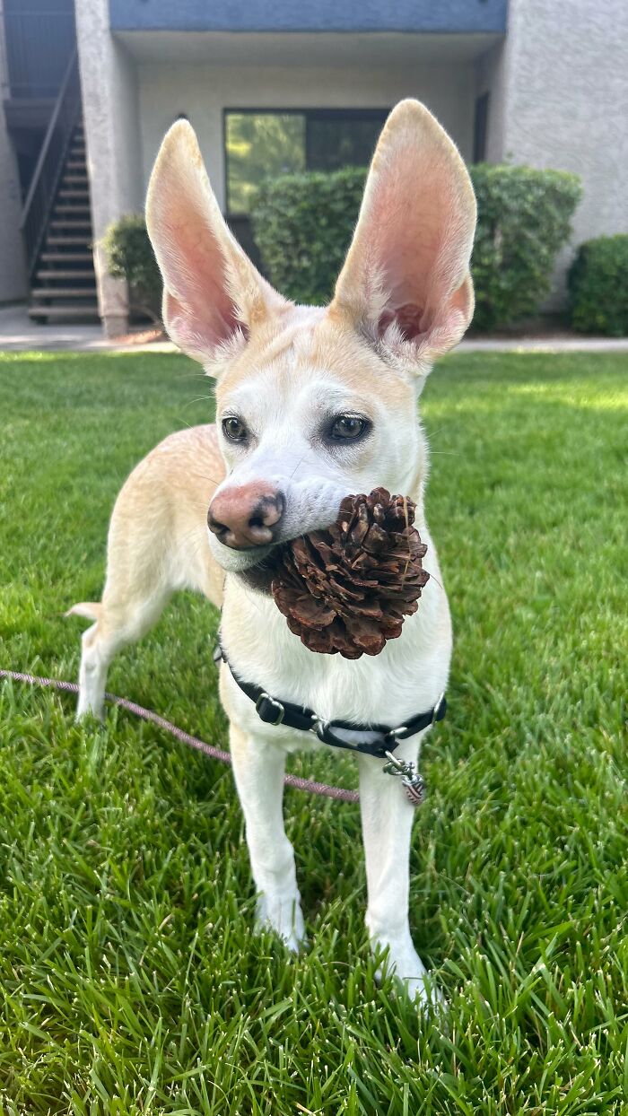 Light tan adorable pup with the biggest ears holding a pinecone in its mouth, standing on green grass outdoors.