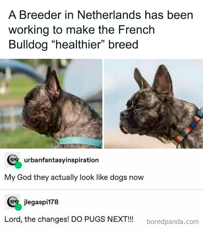 "Funny Tumblr post showing French Bulldog profile before and after healthier breeding with humorous comments."